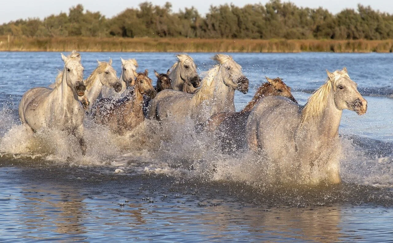horses, animals, ride-3723776.jpg
