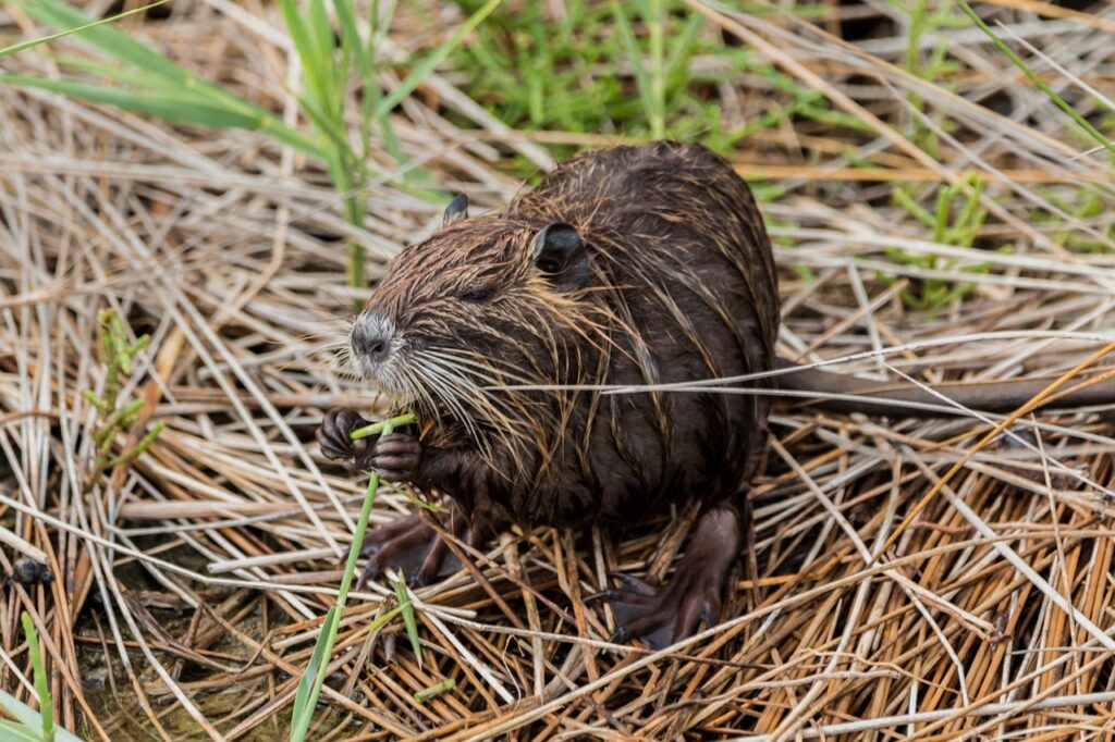 nutria, beaver rat, coypu-2591617.jpg
