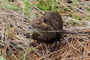 nutria, beaver rat, coypu-2591617.jpg